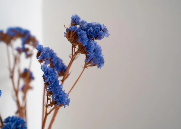 Willa Narcisse Bienvenue - Elegance Et Raffinement